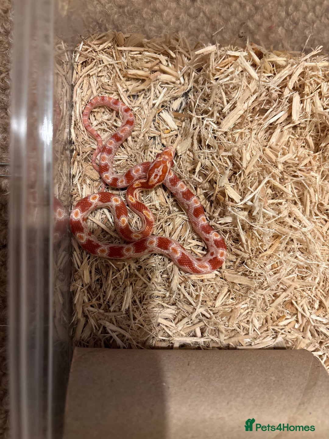 Corn Snake reptiles for sale: Baby corn snakes, snows, anery and amel - Advert 14
