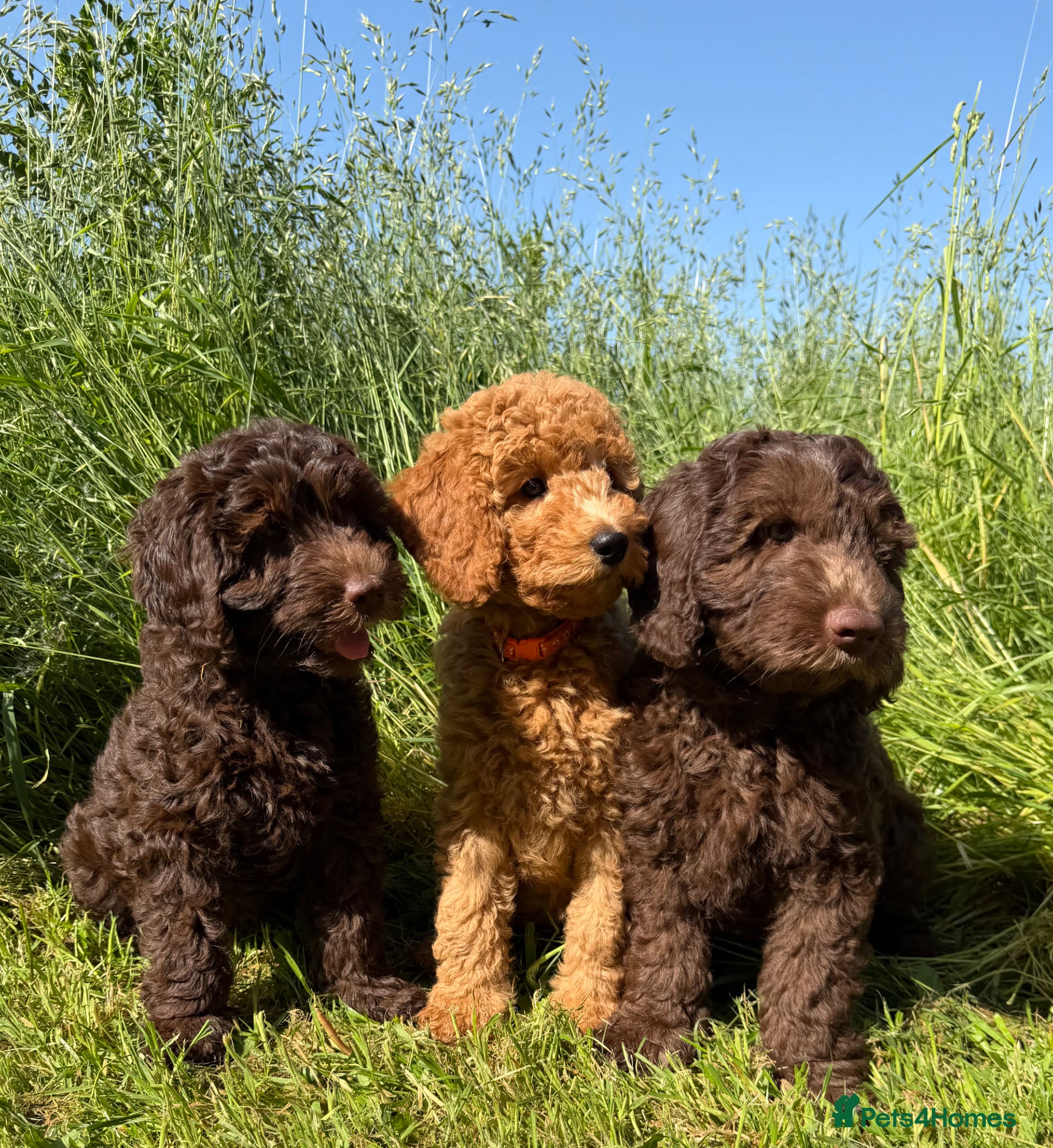 Australian Labradoodle dogs Australian Labradoodle Puppies - Advert 2
