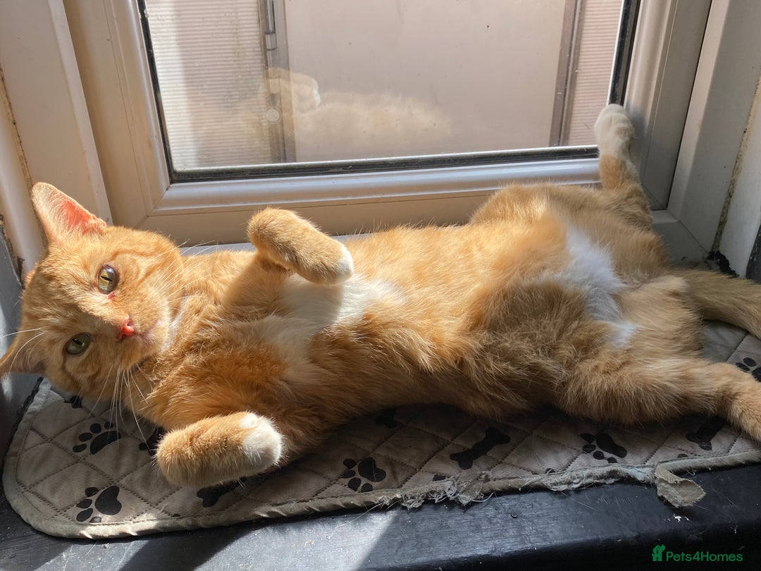 Mixed Breed cats for sale: Gorgeous boy for rehoming🐱 READ DESCRIPTION!!  - Image 3