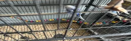 Budgerigars birds for sale: Budgies - Advert 4