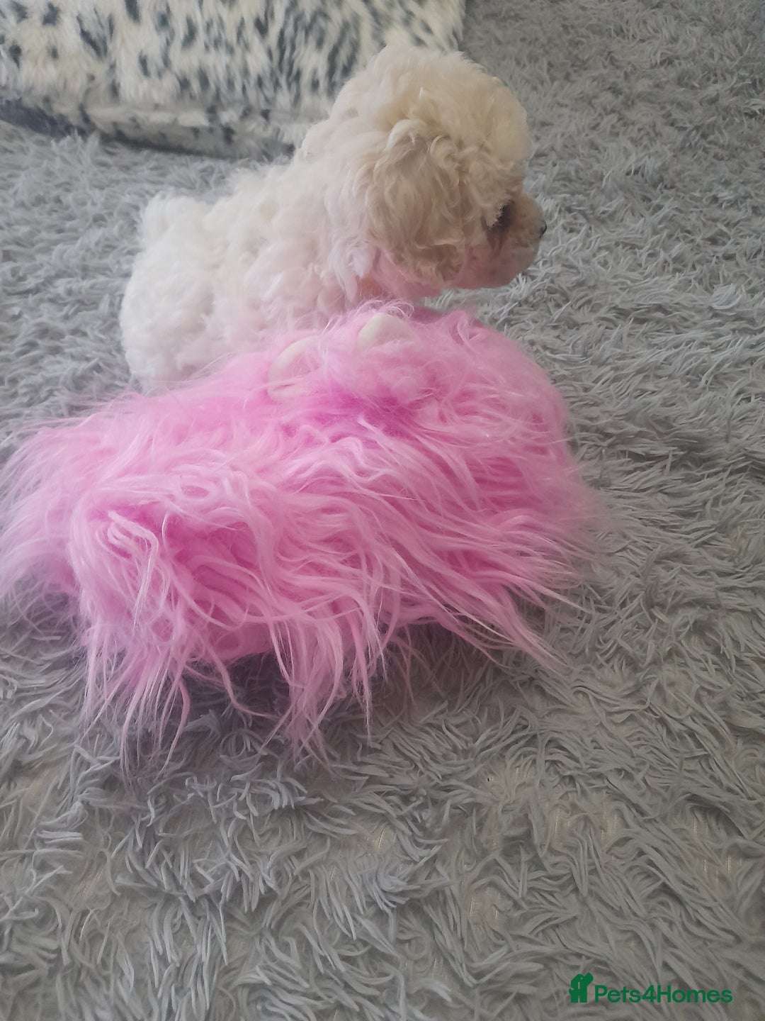 Poochon dogs for sale: Beautiful Poochon Puppies - Image 6