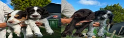 Cocker Spaniel dogs for sale: 5 gorgeous cocker spaniel puppies left - Advert 1