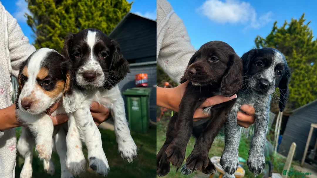 Cocker Spaniel dogs for sale: 5 gorgeous cocker spaniel puppies left - Advert 1