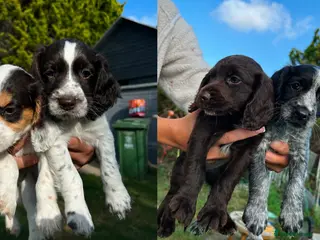 Cocker Spaniel dogs 5 gorgeous cocker spaniel puppies left - Advert 6