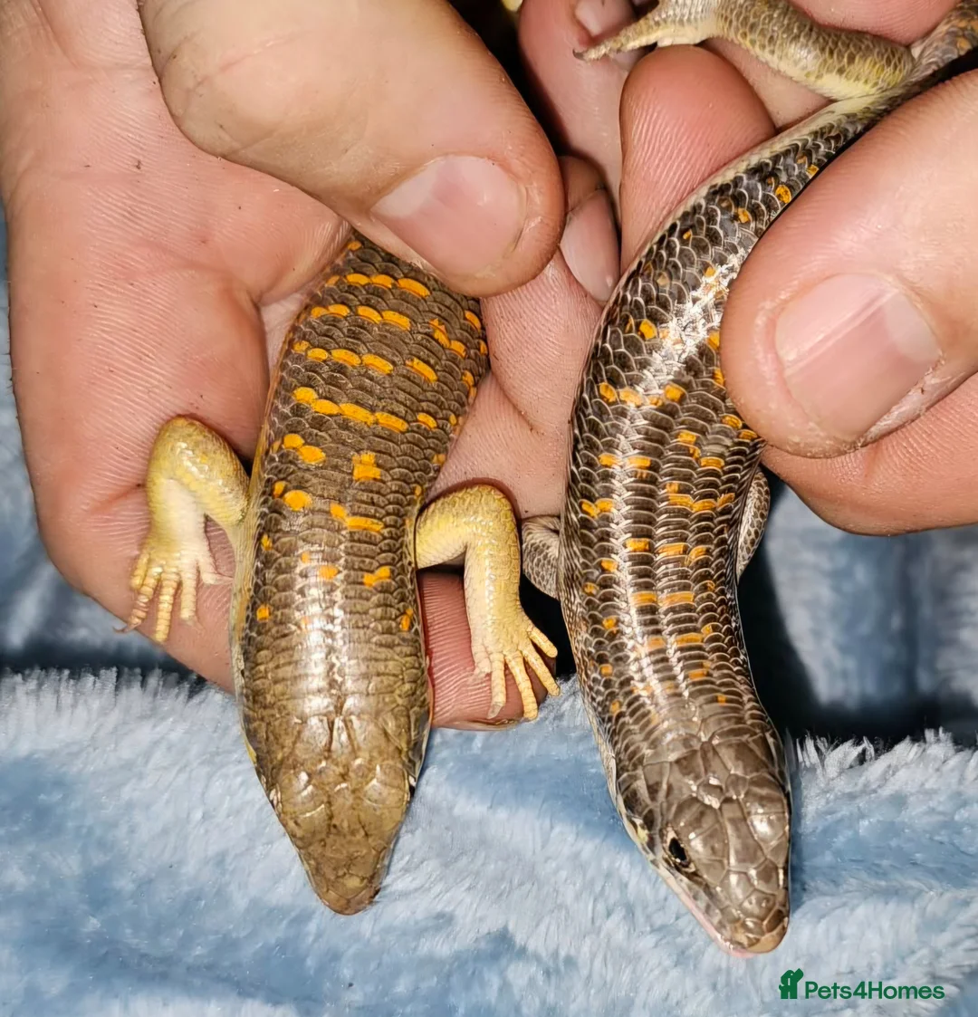 Lizard reptiles for sale: 2 Schneider/berber skinks - Advert 2