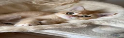 British Shorthair cats for sale: ⭐ ONLY ONE KITTEN LEFT! ⭐ - Advert 8
