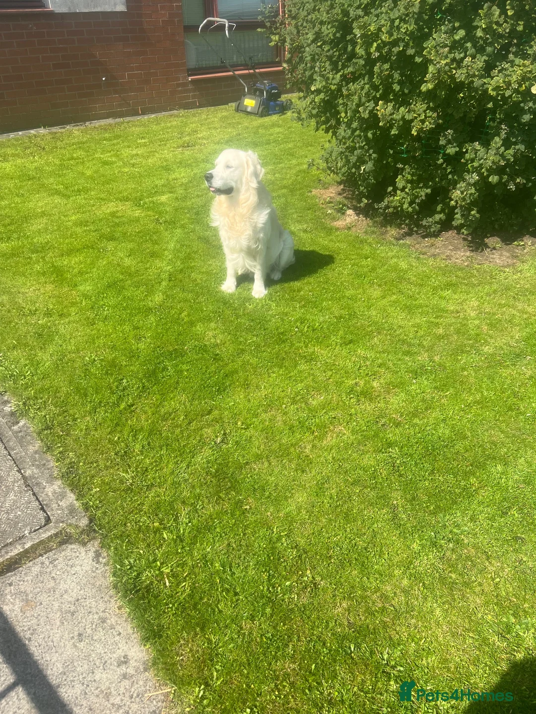 Golden Retriever dogs for stud: Zeus for stud  - Advert 5