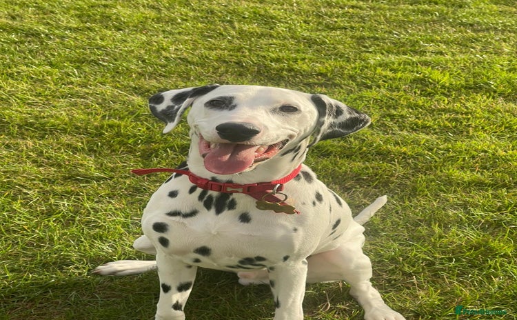 Dalmatian dogs - Advert 7