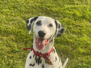 Dalmatian dogs - Advert 1