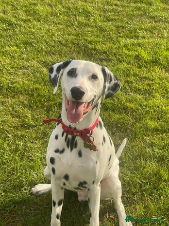 Dalmatian dogs - Advert 1