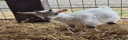 Goats livestock for sale: Little wether - Advert 3