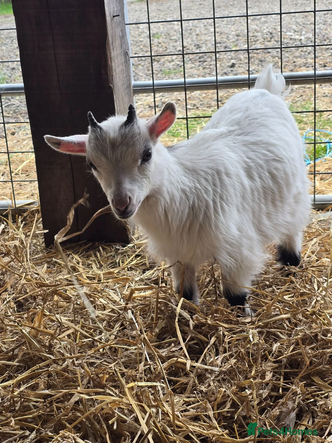 Goats livestock for sale: Little wether - Advert 3