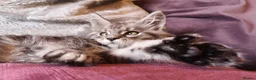 Maine Coon cats for sale: TICA/ POLY/ HEALTH CHECKED Maine Coons - Advert 5