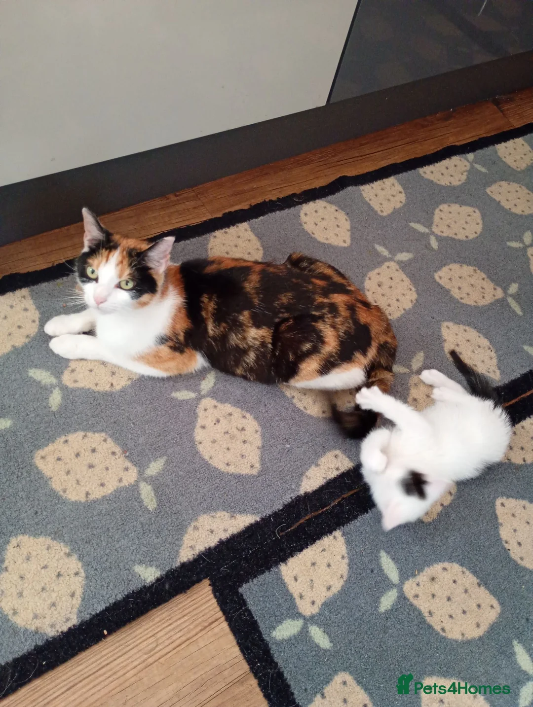 Mixed Breed cats for sale: 3 Little Kittens  for sale - Advert 4