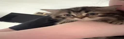 Perdoll cats for sale: Persian Ragdoll Tabby Kittens  - Advert 7