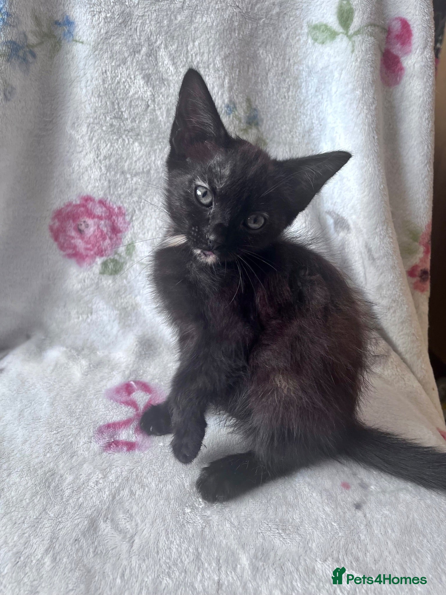 Mixed Breed cats Black Tortoiseshell Girl - Ready to Go!  - Advert 5