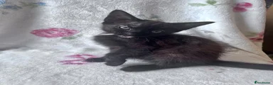 Kitten