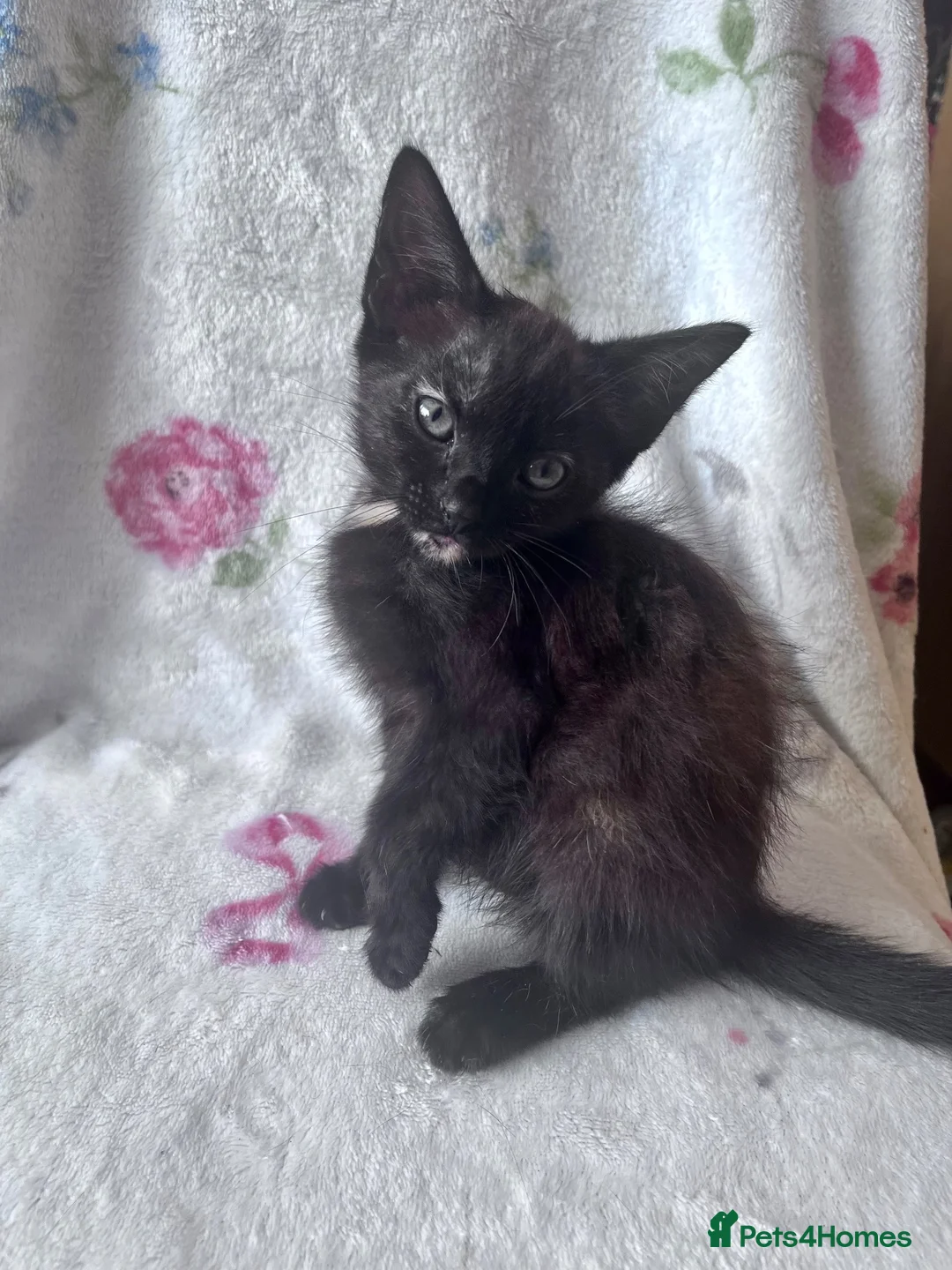Mixed Breed cats for sale: Black Tortoiseshell Girl - Ready to Go!  - Advert 1