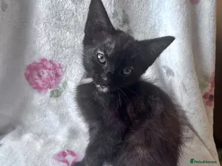 Mixed Breed cats Black Tortoiseshell Girl - Ready to Go! - Advert 5