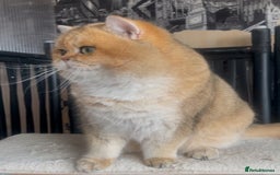 British Shorthair cats for stud: Beautiful BSH Golden Boy Stud Only - Image 2