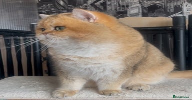 British Shorthair cats - Advert 2