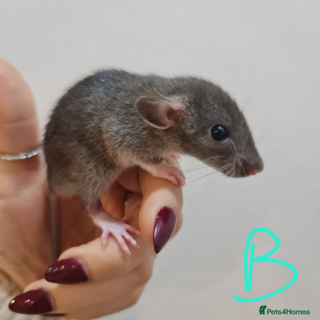 Rat rodents for sale: Baby rats  - Advert 2