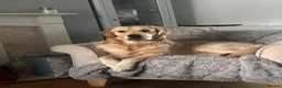 Golden Retriever dogs for stud: Golden retriever for stud all healthy  - Advert 9