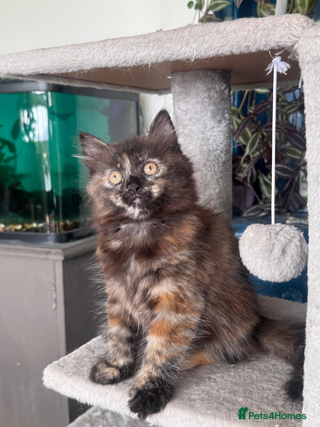 Mixed Breed cats for sale: Ragdoll and Maine Coon crossed  - Image 17