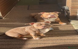 American Bully dogs for sale: AMERICAN POCKET BULLYS - Image 23