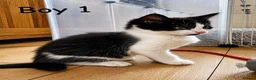Mixed Breed cats for sale: Kittens available now  - Advert 8
