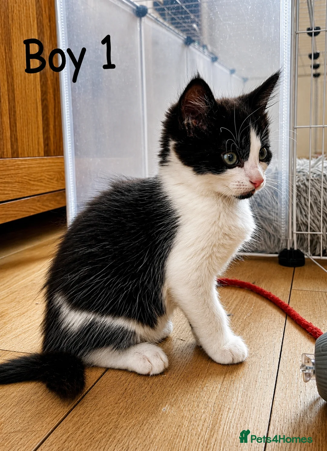 Mixed Breed cats for sale: Kittens available now  - Advert 8