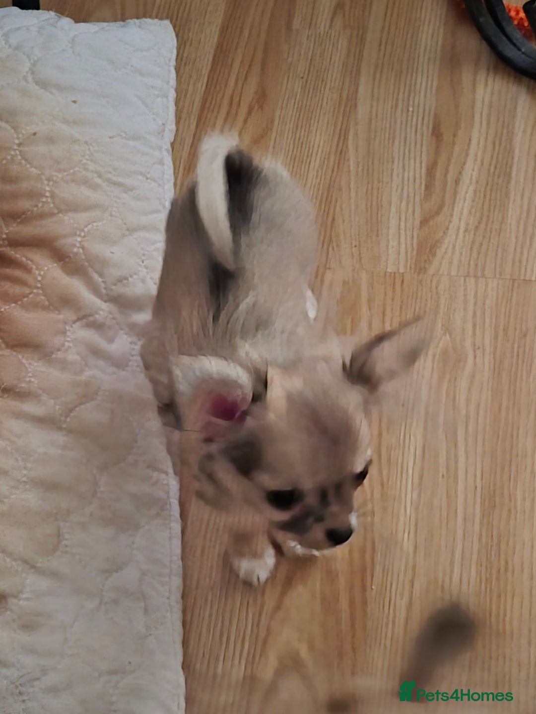 Chihuahua dogs for sale: Long haired chihuahua  - Image 13