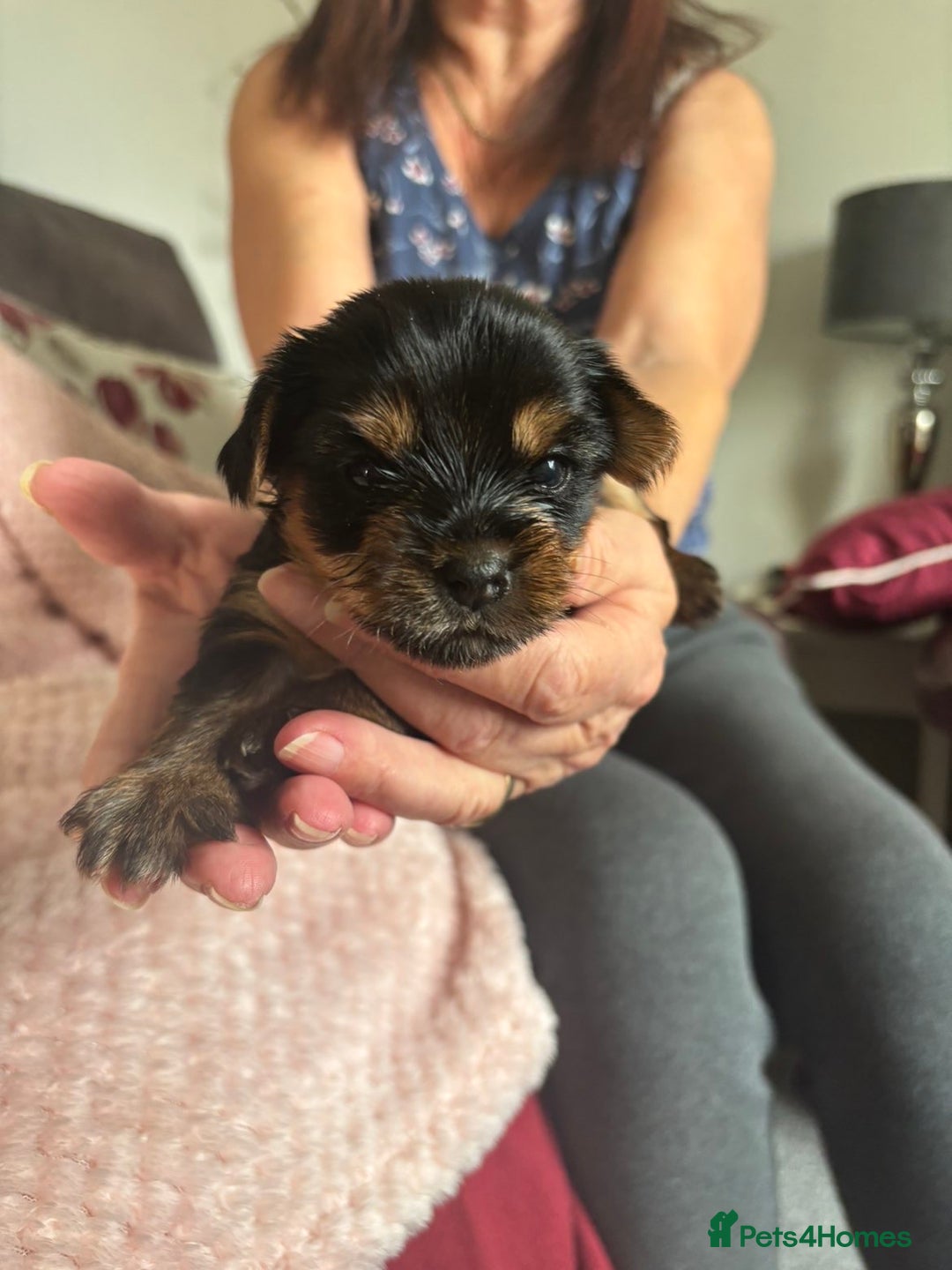 Yorkshire Terrier dogs for sale: Miniature Yorkshire Terrier Puppies  - Image 18
