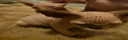 Sphynx cats for sale: Sphynx kittens 2 girls 1 boy - Advert 2