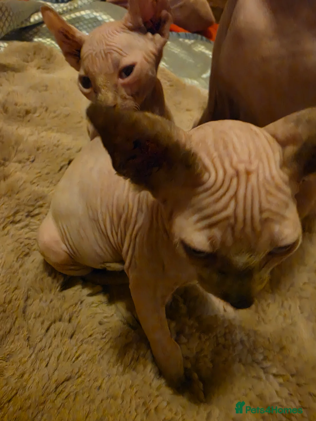 Sphynx cats for sale: Sphynx kittens 2 girls 1 boy - Advert 2