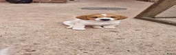 Jack Russell dogs for sale: Stunning Jack Russell puppies for sale - Advert 5