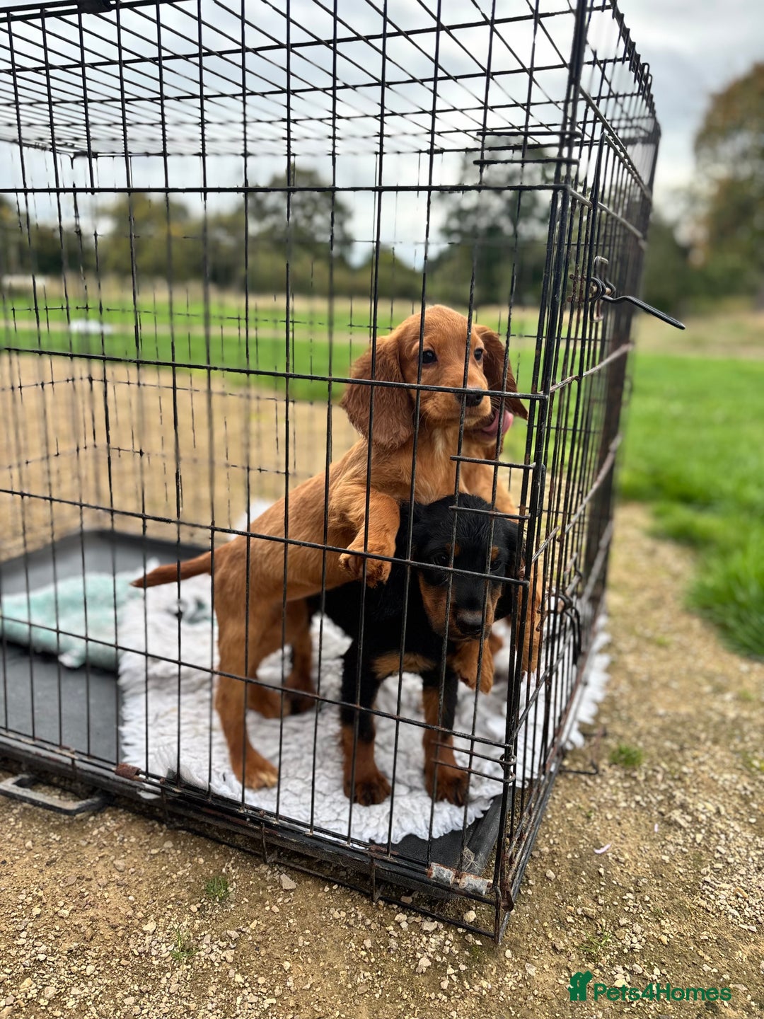Cocker Spaniel dogs for sale: Working cocker spaniel - champion bloodlines  - Image 23