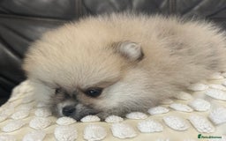 Pomeranian dogs for sale: Absolutely stunning true to type mini Pomeranian  - Advert 11