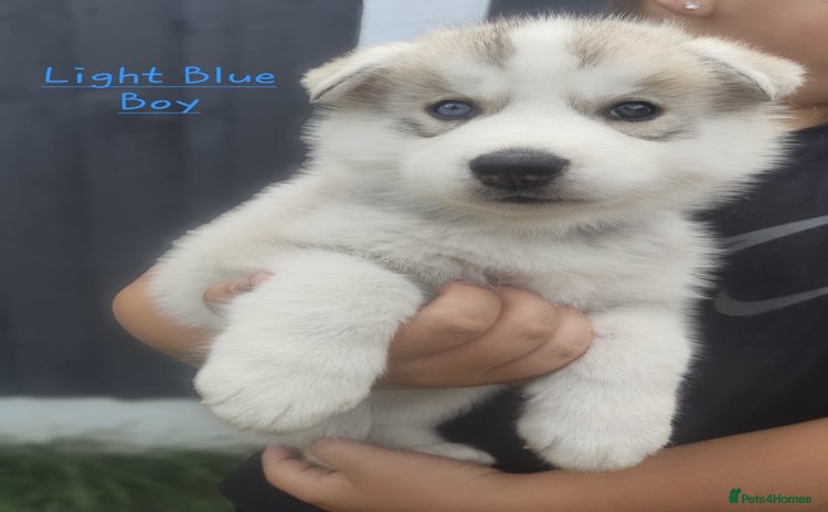 Mixed Breed dogs - Advert 1