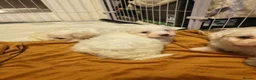 Mixed Breed dogs for sale: Maltipoo x Coton de Tulear Puppies  - Advert 12