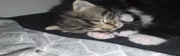 European cats for sale: Adorable Kittens Looking for Forever Homes 🐱❤️ in London - Advert 2