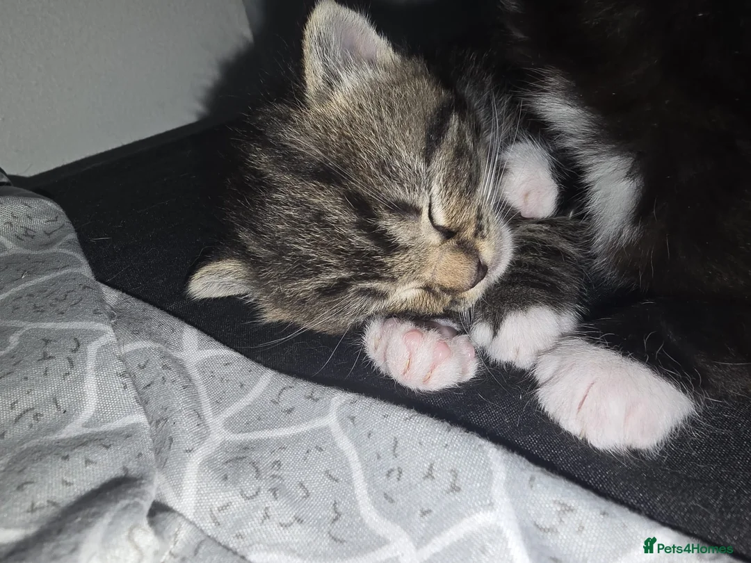 European cats for sale: Adorable Kittens Looking for Forever Homes 🐱❤️ in London - Advert 2