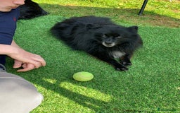 Pomeranian dogs for sale: ****7 Tri/parti Pom pups 3 girls left ** deposit - Image 17