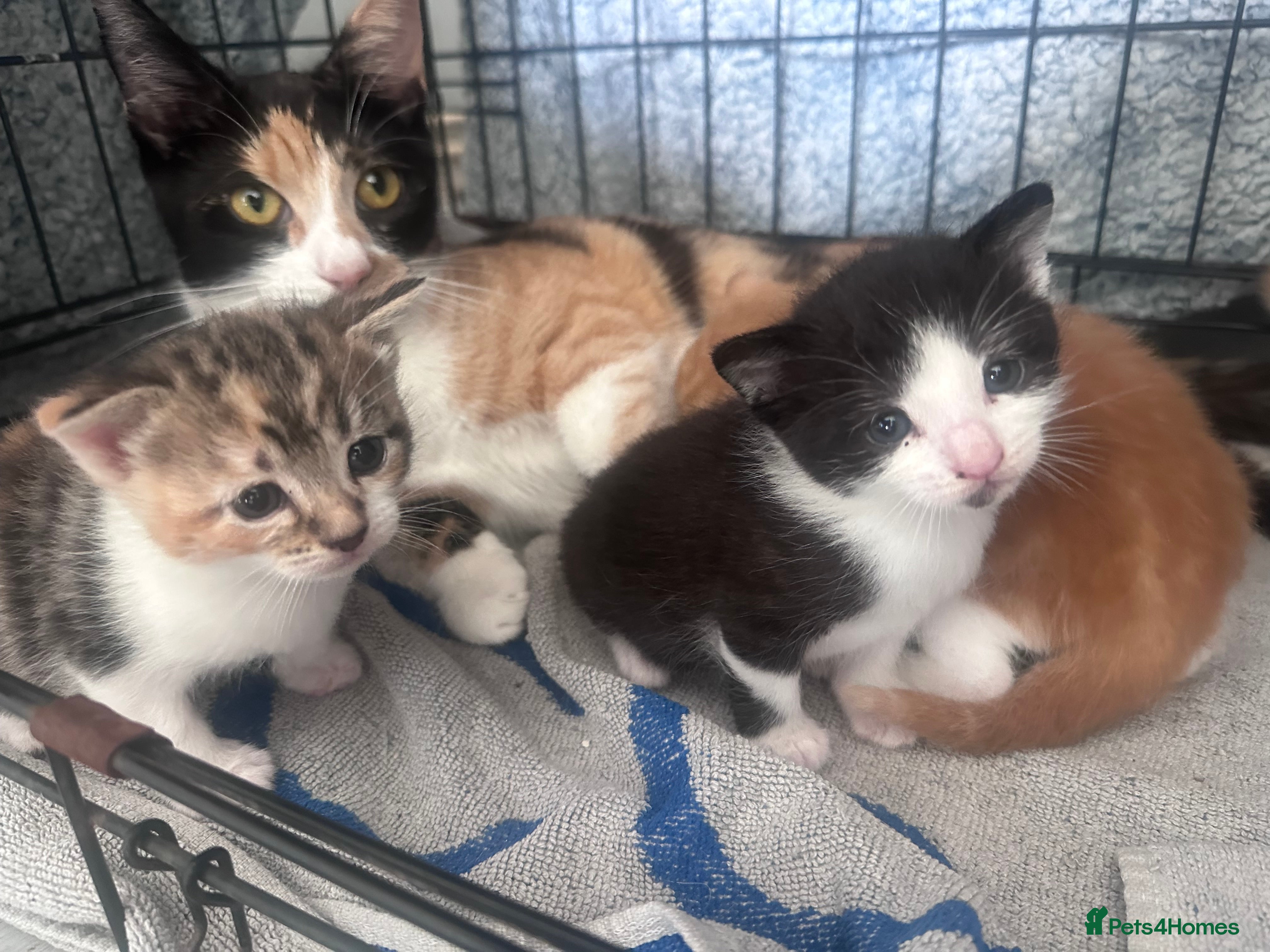 Domestic Shorthair cats Beautiful kittens looking for loving home  - Advert 1