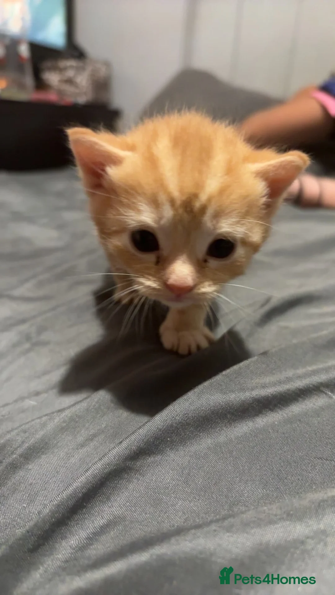 Mixed Breed cats for sale: Beautiful bengal cross kittens in Barnstaple - Advert 2