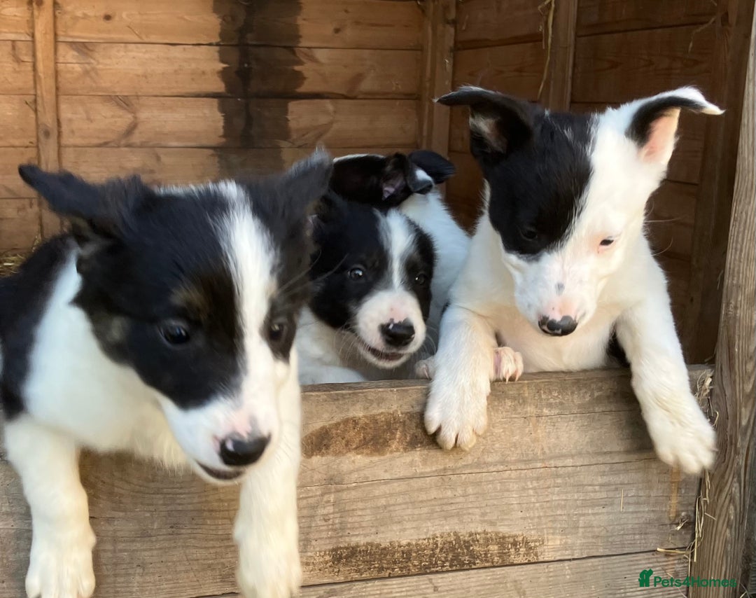 Border Collie dogs for sale: Pure border collies ready now  - Image 4