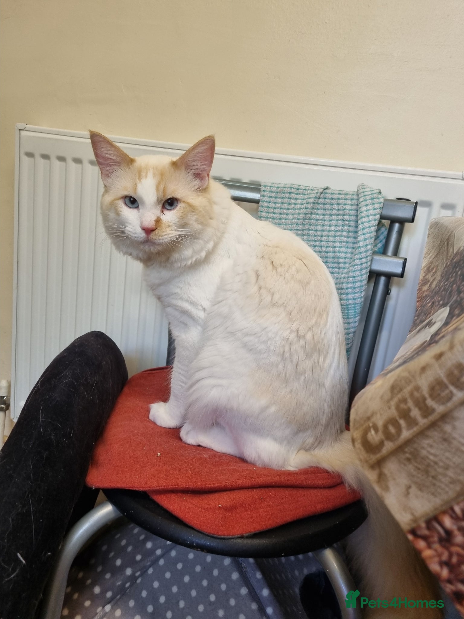 Ragdoll cats Flame point ragdoll boy  - Advert 1