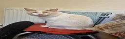 Ragdoll cats for sale: Flame point ragdoll boy  - Advert 1