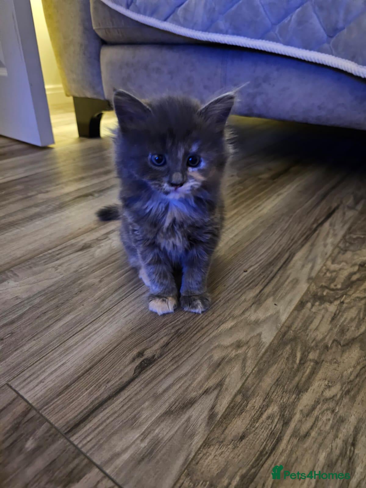 Ragdoll cats for sale: Stunning litter of Ragdoll cross kittens - Advert 3
