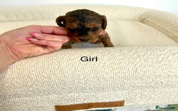 Cockapoo dogs for sale: Amazing mix of colours F1 Cockapoo pups - Image 7